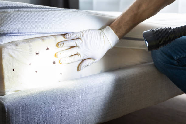 Best Flea Control Services  in Nanuet, NY