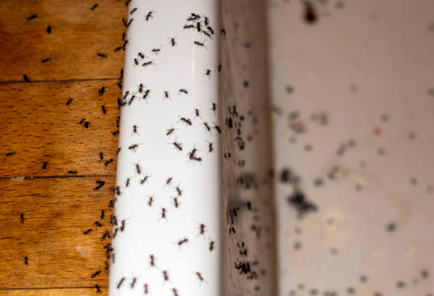 Best Best Pest Control Companies  in Nanuet, NY